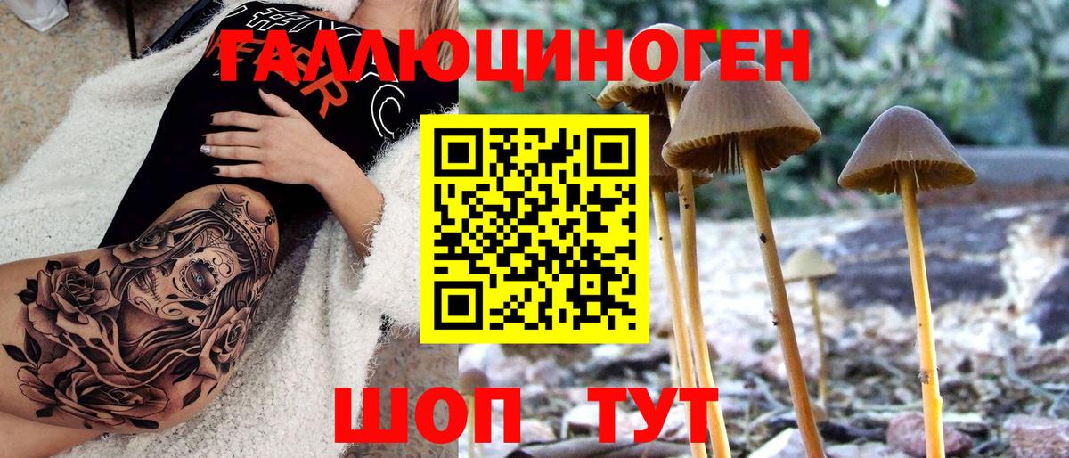 Псилоцибиновые грибы Psilocybe Богородск