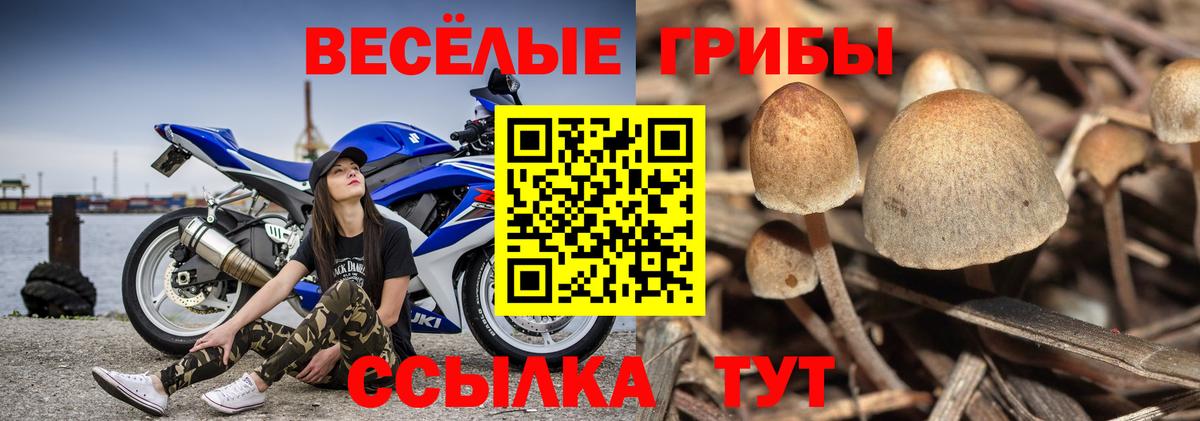 Псилоцибиновые грибы Psilocybe  Вход с VPN  Богородск 